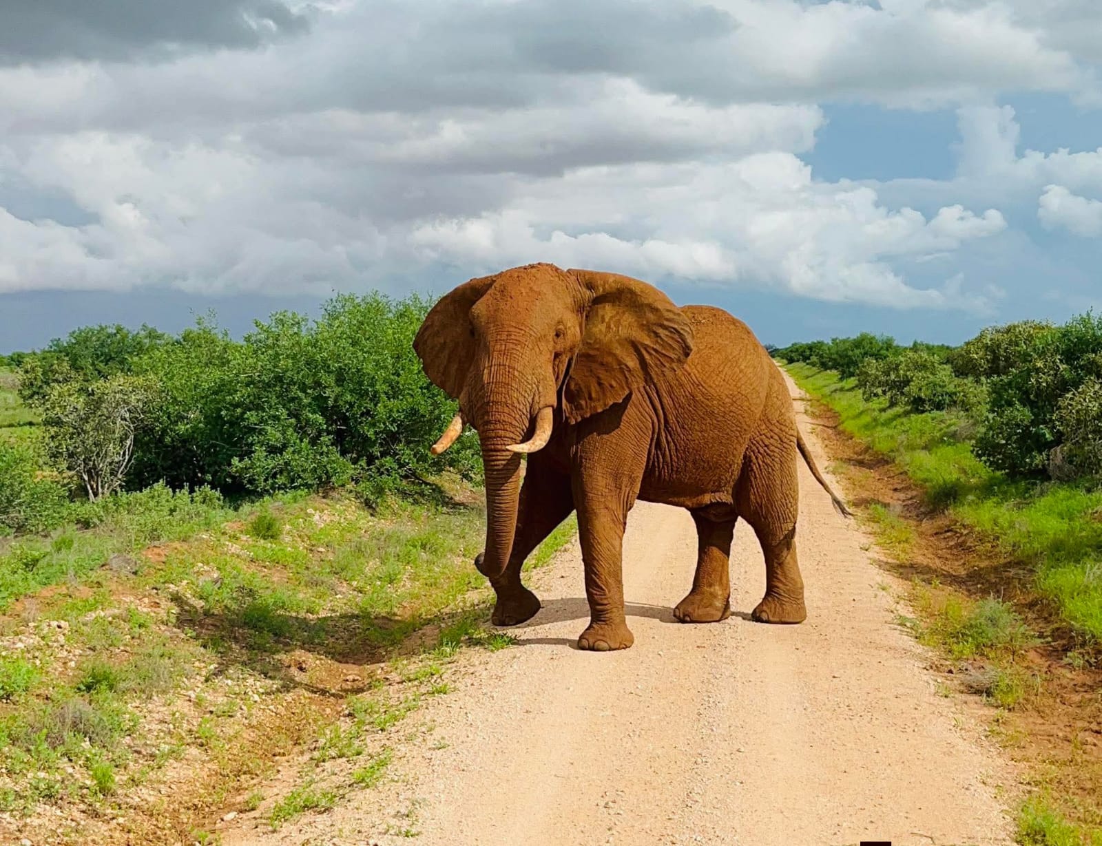 Maasai-mara
