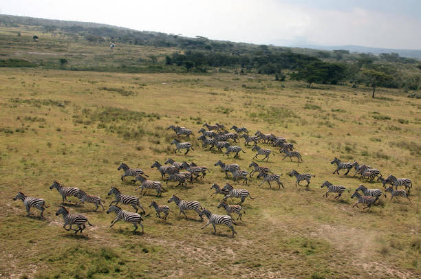 Mount-kenya-wildlife